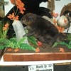 Buck's Taxidermy gallery