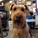 A Cut Above Dog Grooming - Pet Grooming