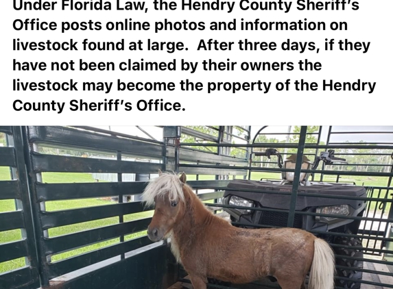 Canada Douglas - Alva, FL. Please share this poor animal that goes up for auction next week it’s a Miniature horse  it’s not a pony