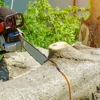 GreenLeaf Tree Care gallery