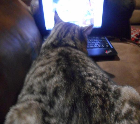 Dr Heidi's Mobile Veterinary Service - Bundaberg, QLD. Mister Derf