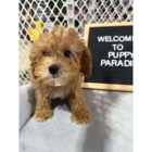Sugar Sweet Georgia Puppies