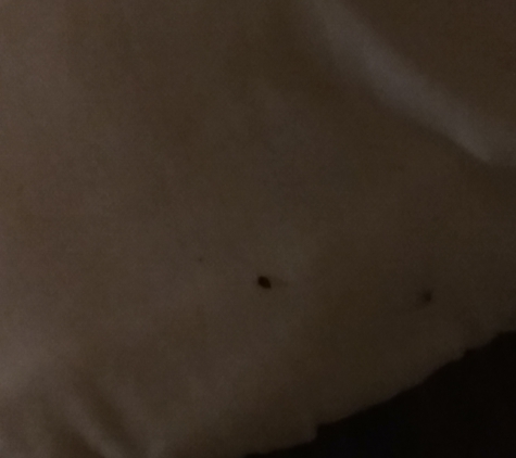 Final conflict pest management - Milwaukee, WI. Spotted a bed bug!