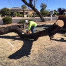 Techer's Tree Service - Stump Removal & Grinding