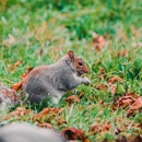 Ratman Wildlife Control - Pest Control Services