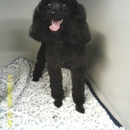 Country Road Kennels - Pet Boarding & Kennels