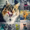 Zen Pet Care Services gallery