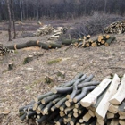 Sanctuary Forestry Mulching