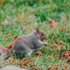 Gopher Removal and Wildlife gallery
