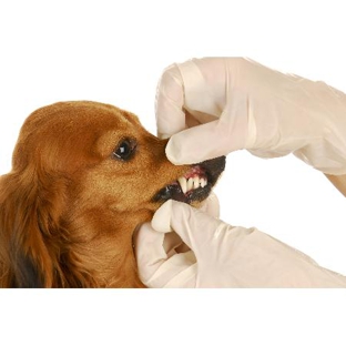 Warwick Town & Country Vets - Warwick, QLD