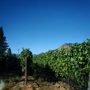 Cowhorn Vineyard & Garden