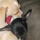 Vetco Vaccination Clinic - Veterinarians