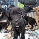 Diane's Discount Pets - Pet Food