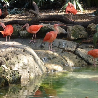 ZooTampa at Lowry Park. Obligatory pink flamingoes