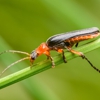 Roach-X Pest Control gallery