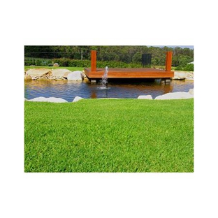 Award Turf Supplies - Freemans Reach, NSW. One of our Couch Grasses