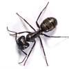 1st Response Pest Control gallery