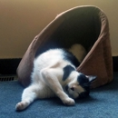 Red Mountain Pet Tender - Pet Services