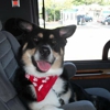 Avenue Animal Hospital gallery
