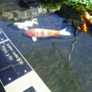 Connies Pond and Koi - Garden Centers