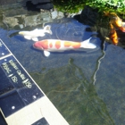 Connies Pond and Koi