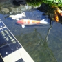 Connies Pond and Koi