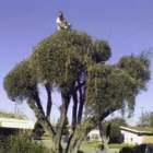 Bob's Tree Service