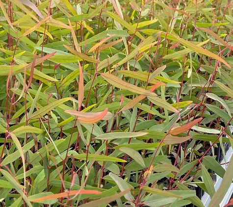Neangar Nursery - Eaglehawk, VIC