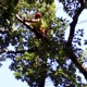 J Bonin Tree Services