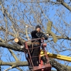 Hernandez Tree Experts gallery