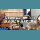 My Three Dogs - Coleman