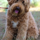 Daisy Hill Labradoodles - Pet Stores