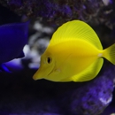 Aquarium Services of Oregon LLC. - Pet Services