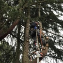 Legacy Tree Service - Tree Service