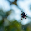 Moe Pest Control Services - Pest Control Equipment & Supplies