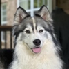 Animal People Dog Boarding & Day Care gallery