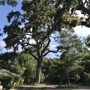 Redwood Coast Tree Care