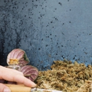 BatGuys Wildlife Service - Pest Control Equipment & Supplies