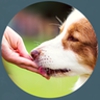 Oak Creek Small Animal Clinic gallery