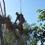 Red Maple Tree Service