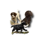 Beaver Creek Kennels Inc.
