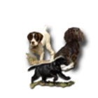 Beaver Creek Kennels Inc.
