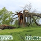 Tree Service Kingsport