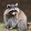 Fresno Wildlife Removal Professionals gallery