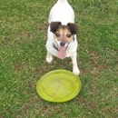 Country Comfort Kennels & Camp For Pets - Pet Boarding & Kennels