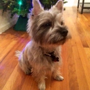 Bushwick Bark - Pet Grooming