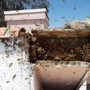 Hive Pro Bee Removal Inc.