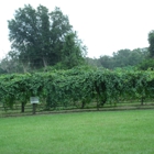 Log Cabin Farm, Vineyard & Winery