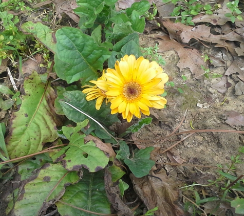 Napa Valley Balloons. My fiest little daisy . Isn't it beautiful