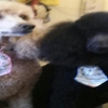Waynedale Grooming Salon Inc gallery